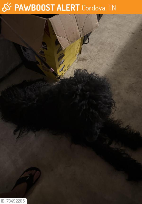 Found/Stray Male Dog last seen Macon rd and houston leeve, Cordova, TN 38018