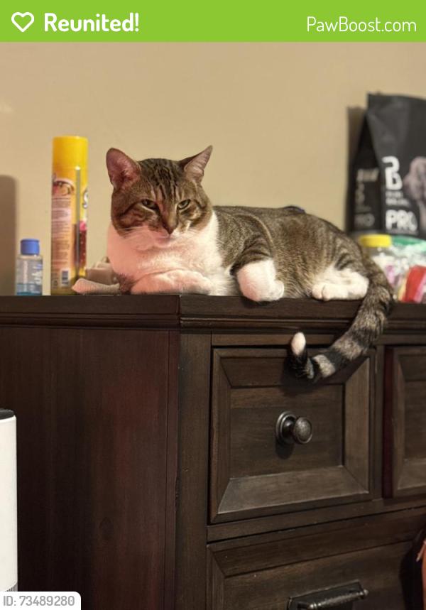 Reunited Male Cat last seen Florence Road, Smyrna, TN 37167