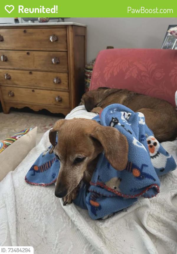 Reunited Female Dog last seen Poppy was LOST October 2, 2026 in Columbia, TN 38401 near Robert’s Bend Lane and Highway 7., Maury County, TN 38401