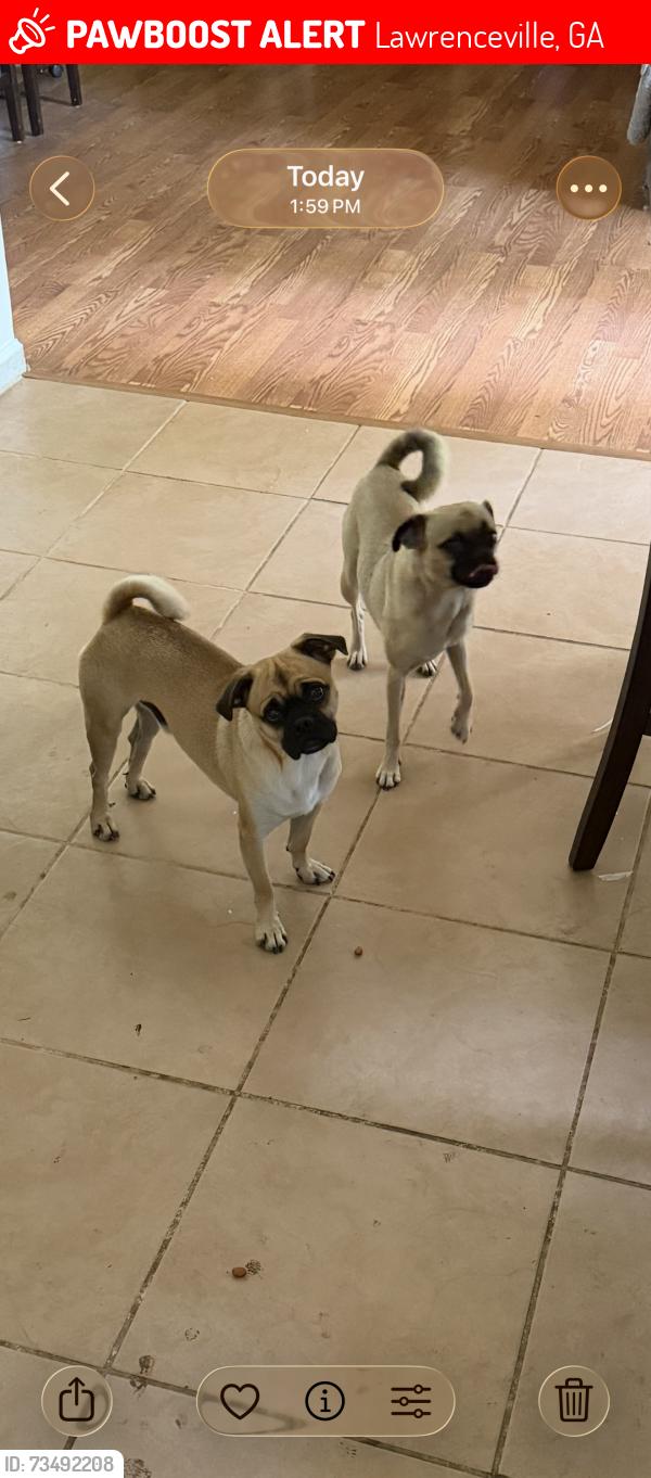 Lost Male Dog last seen Walmart, Lawrenceville, GA 30044