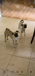Lost Male Dog last seen Walmart, Lawrenceville, GA 30044