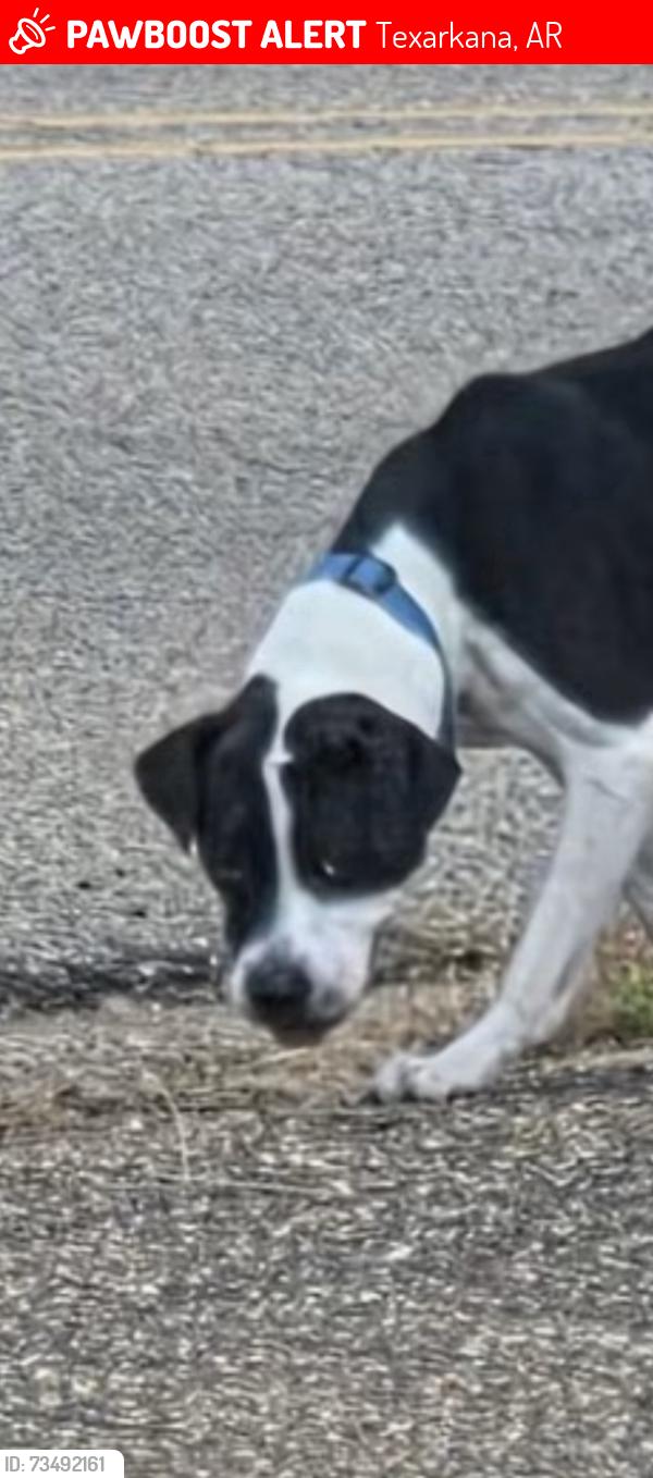 Lost Male Dog last seen Lives on pine st. Texarkana tx., Texarkana, AR 71854
