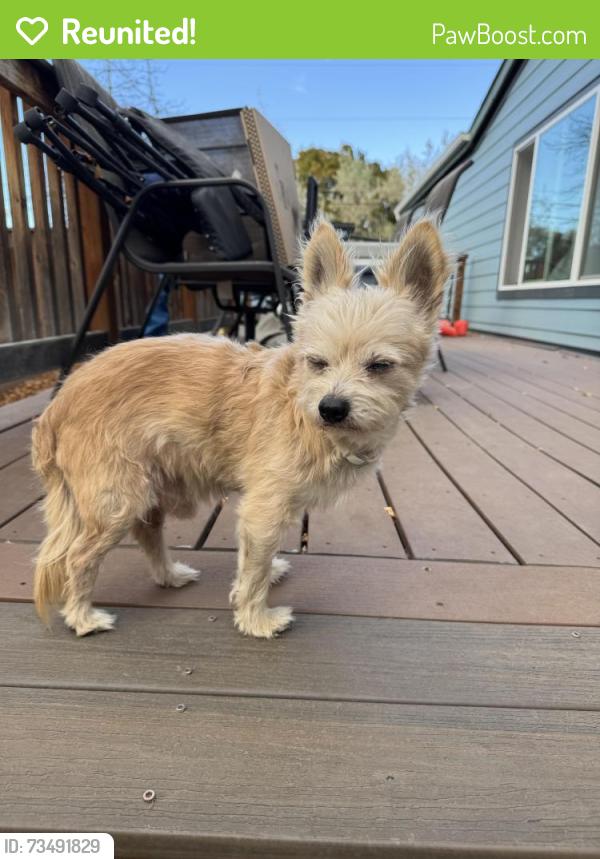 Reunited Male Dog last seen Lincoln Rd by HF Sinclair, Spokane, WA 99217