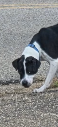 Lost Male Dog last seen Lives on pine st. Texarkana tx., Texarkana, AR 71854