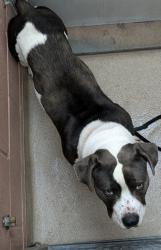 Shelter Stray Male Dog last seen Near Hegenberger Lp, Oakland,, 1101 29th Ave, Oakland, CA 94601, USA