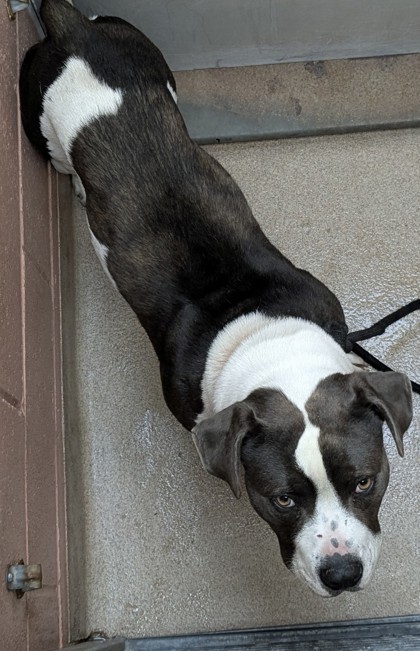 Shelter Stray Male Dog last seen Near Hegenberger Lp, Oakland,, 1101 29th Ave, Oakland, CA 94601, USA