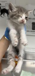 Shelter Stray Male Cat last seen Near san juan st, Oakland, CA, 1101 29th Ave, Oakland, CA 94601, USA