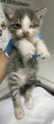 Shelter Stray Male Cat last seen Near san juan st, Oakland, CA, 1101 29th Ave, Oakland, CA 94601, USA