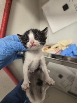 Shelter Stray Female Cat last seen W Elkhorn Ave & S Brawley Ave, Caruthers, Caruthers Zone Fresno CO 1B 93609, CA, 1510 W Dan Ronquillo Dr, Fresno, CA 93706, USA