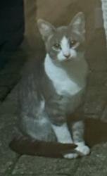 Found/Stray Unknown Cat last seen Hayden’s Run / Hayden’s Crossing North, Dublin, OH 43016