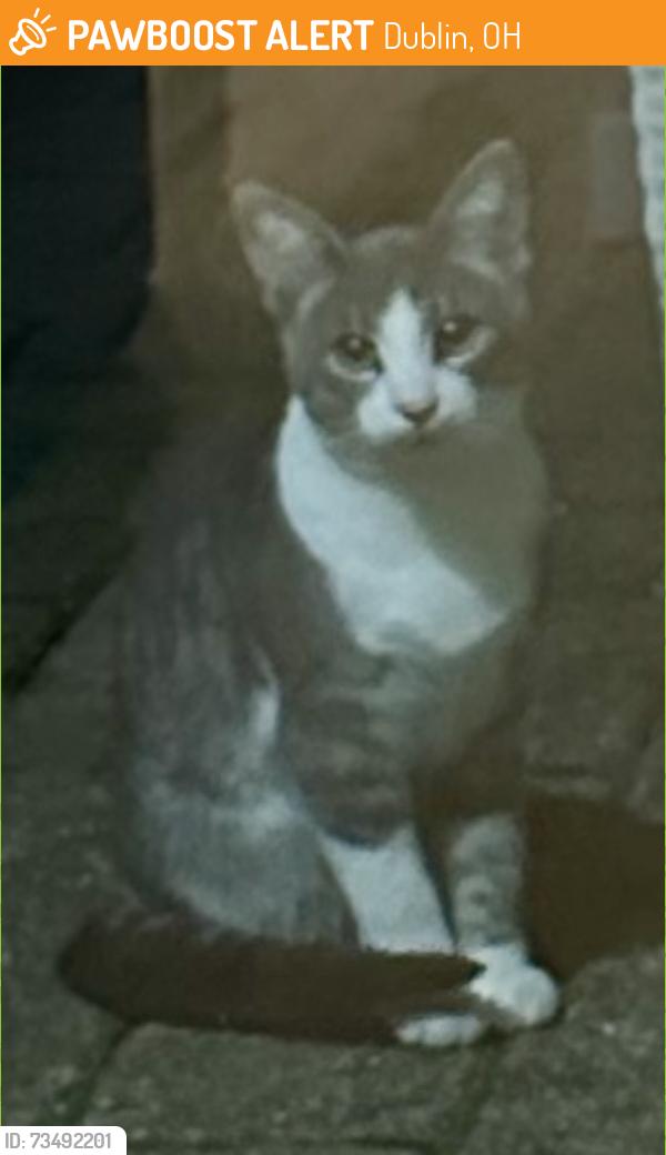 Found/Stray Unknown Cat last seen Hayden’s Run / Hayden’s Crossing North, Dublin, OH 43016