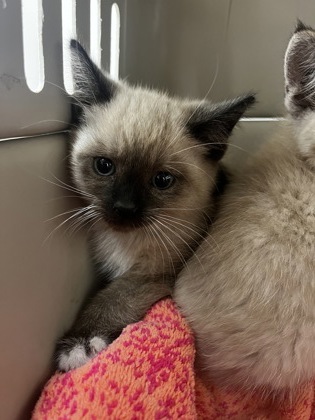 Shelter Stray Female Cat last seen NOUVEAU WAY at WATERBROOK WAY, Rancho Cordova, CA, 6201 Florin Perkins Rd, Sacramento, CA 95828, USA