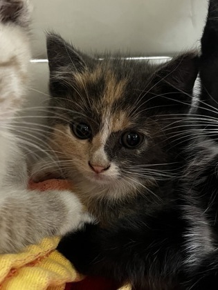 Shelter Stray Female Cat last seen NOUVEAU WAY at WATERBROOK WAY, Rancho Cordova, CA, 6201 Florin Perkins Rd, Sacramento, CA 95828, USA