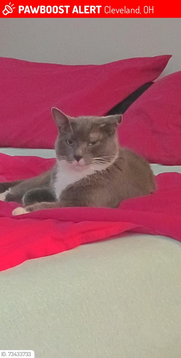 Lost Male Cat last seen Country Lane highland Woods, Cleveland, OH 44128