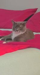 Lost Male Cat last seen Country Lane highland Woods, Cleveland, OH 44128