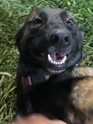 Found/Stray Unknown Dog last seen Home Depot, Houston, TX 77007