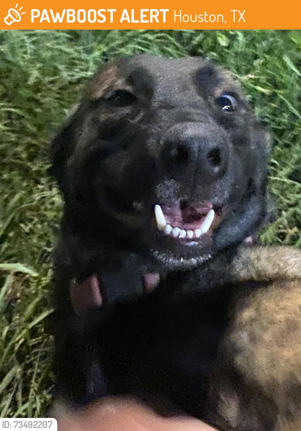 Found/Stray Unknown Dog last seen Home Depot, Houston, TX 77007