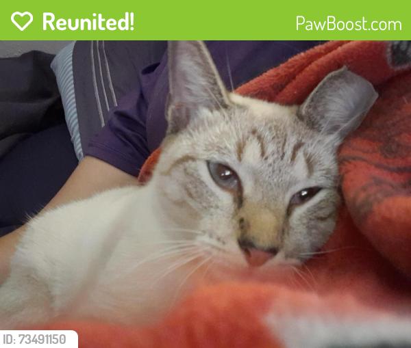 Reunited Female Cat last seen May cirlce and artic street, Tampa, FL 33614
