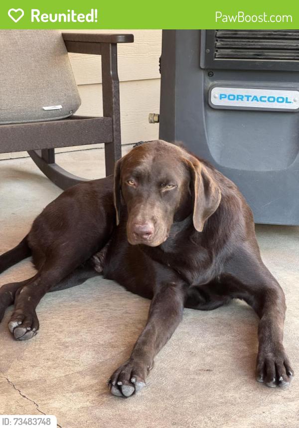 Reunited Male Dog last seen Williams drive, Georgetown, TX 78633