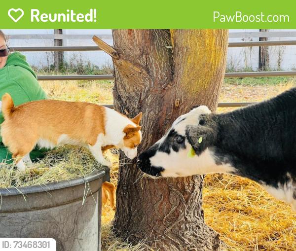 Reunited Male Dog last seen channel road caldwell id, hwy 44, Caldwell, ID 83607