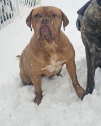 Reunited Female Dog last seen 9 mile and fieldcrest rd, Whitmore Lake, MI 48189