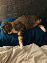 Lost Male Cat last seen Market St /Encanto, San Diego, CA 92102