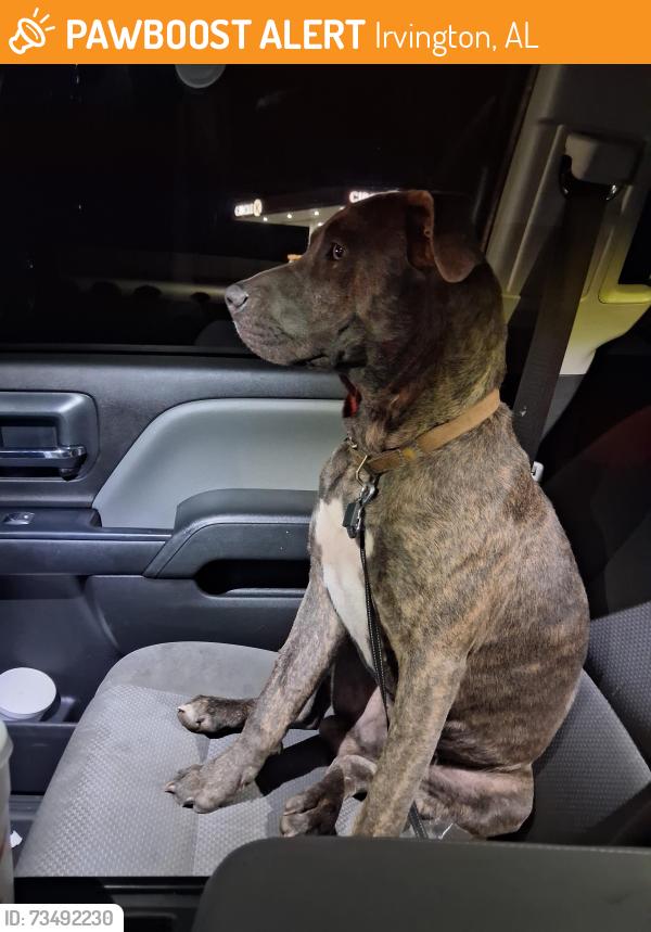Found/Stray Male Dog last seen Irvington bayou la batre, Irvington, AL 36544