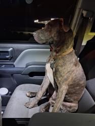 Found/Stray Male Dog last seen Irvington bayou la batre, Irvington, AL 36544