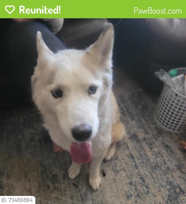 Reunited Female Dog last seen Memorial Hermann Sugar Land hosp, Sugar Land, TX 77479
