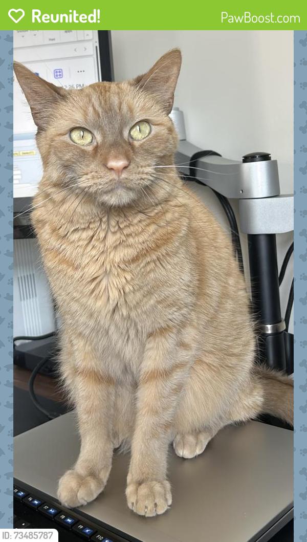 Reunited Male Cat last seen Near and Nesler, Elgin, IL 60124