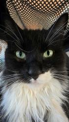 Found/Stray Unknown Cat last seen Navaho Drive and Watt Ave, Antelope, CA 95843