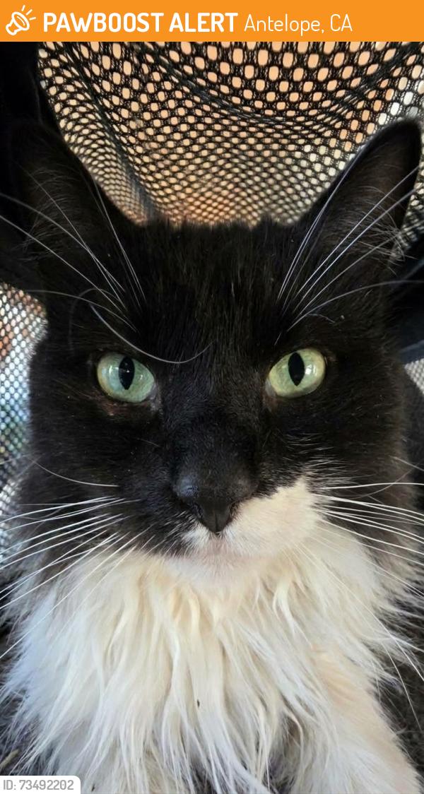 Found/Stray Unknown Cat last seen Navaho Drive and Watt Ave, Antelope, CA 95843