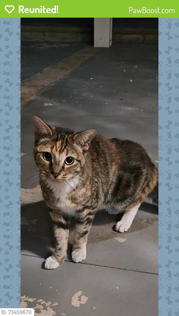 Reunited Female Cat last seen 19th street and Haven, Rancho Cucamonga, CA 91701