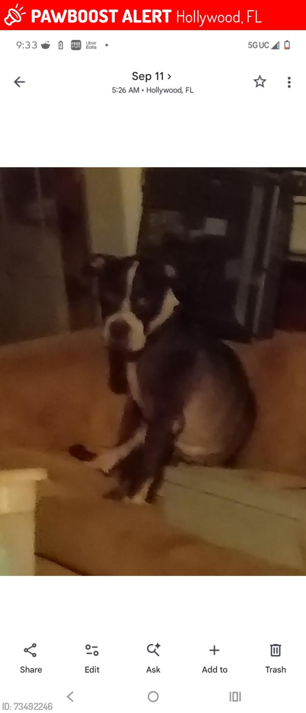 Lost Male Dog last seen Dixie hwy, Hollywood, FL 33020