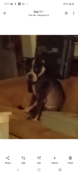 Lost Male Dog last seen Dixie hwy, Hollywood, FL 33020