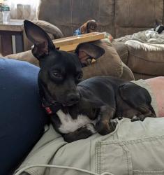 Lost Male Dog last seen 105th and 103rx, Jacksonville, FL 32210