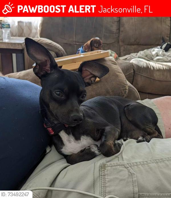 Lost Male Dog last seen 105th and 103rx, Jacksonville, FL 32210