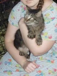 Found/Stray Unknown Cat last seen Glover road, Walker County, AL 35062