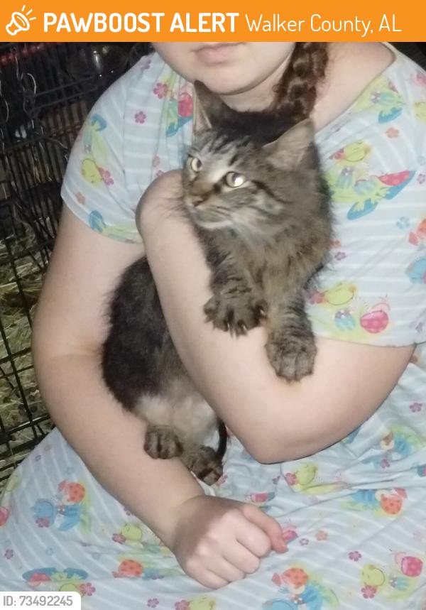 Found/Stray Unknown Cat last seen Glover road, Walker County, AL 35062