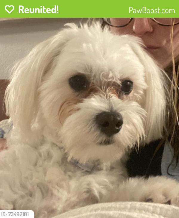 Reunited Male Dog last seen Near stonecrest dr Rockwall, tx, Rockwall, TX 75087