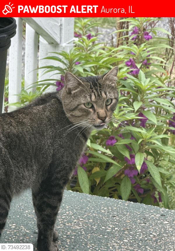 Lost Male Cat last seen Prairie St/ S Lake Street Aurora Illinois, Aurora, IL 60506