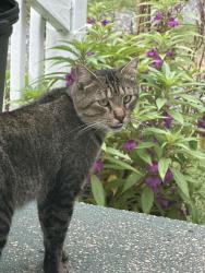 Lost Male Cat last seen Prairie St/ S Lake Street Aurora Illinois, Aurora, IL 60506