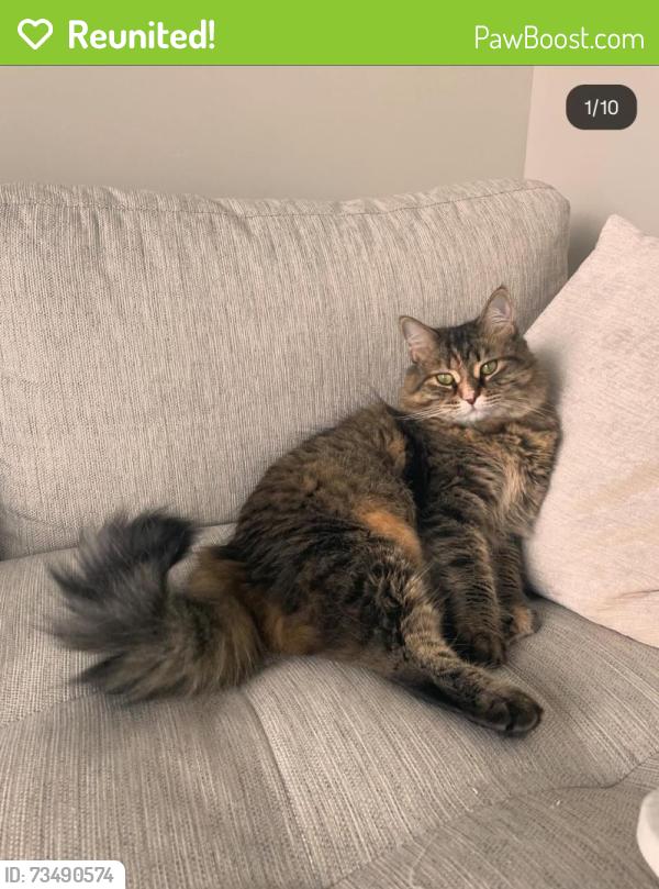 Reunited Female Cat last seen Cornell street kenmore ave kenmore park, Fredericksburg, VA 22401