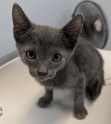 Shelter Stray Male Cat last seen Near Clay Avenue, San Diego, CA, 92113, 5500 Gaines St, San Diego, CA 92110, USA