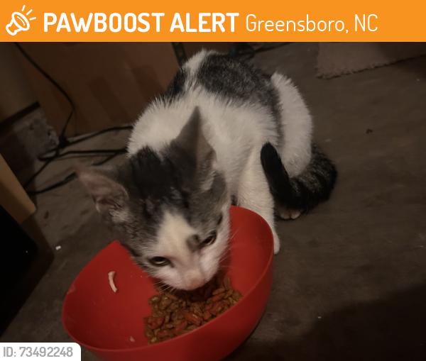 Found/Stray Female Cat last seen Cornerstone, Greensboro, NC 27409