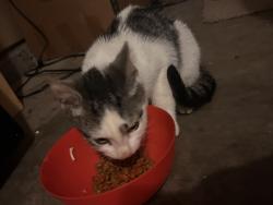 Found/Stray Female Cat last seen Cornerstone, Greensboro, NC 27409