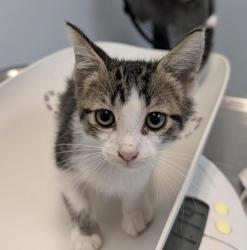 Shelter Stray Male Cat last seen Near Clay Avenue, San Diego, CA, 92113, 5500 Gaines St, San Diego, CA 92110, USA