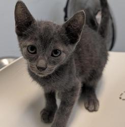 Shelter Stray Male Cat last seen Near Clay Avenue, San Diego, CA, 92113, 5500 Gaines St, San Diego, CA 92110, USA