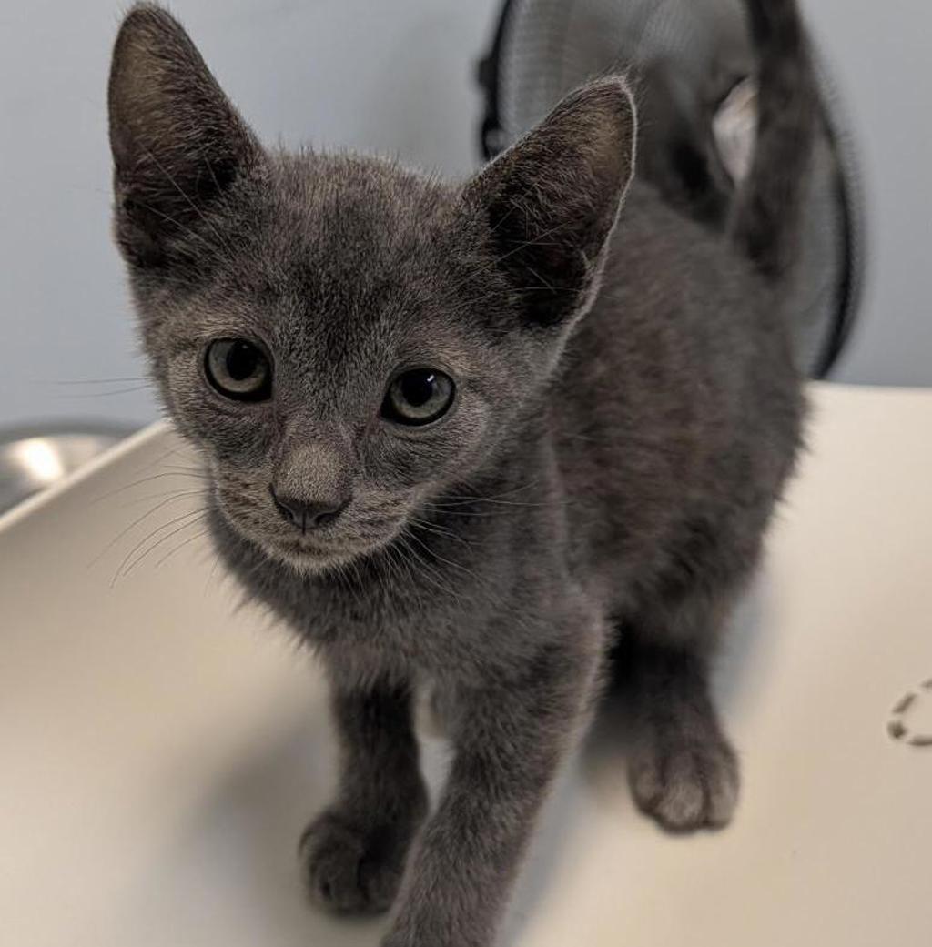 Shelter Stray Male Cat last seen Near Clay Avenue, San Diego, CA, 92113, 5500 Gaines St, San Diego, CA 92110, USA