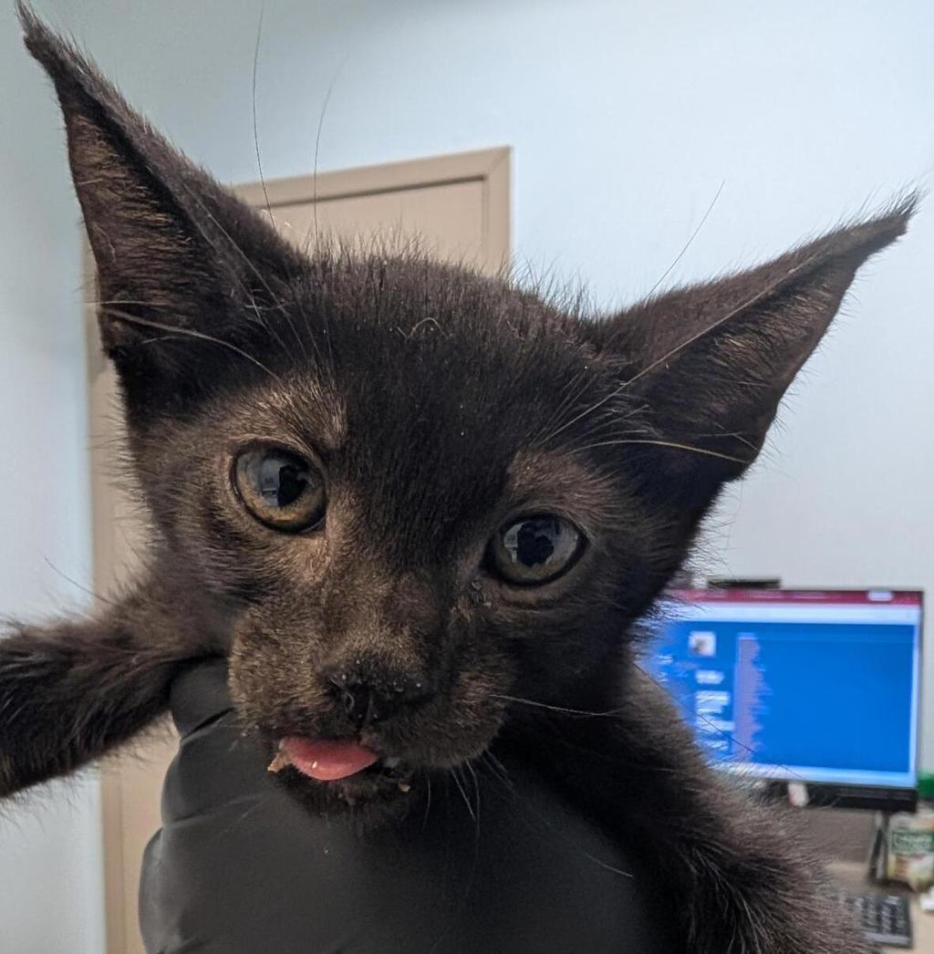 Shelter Stray Male Cat last seen Near Clay Avenue, San Diego, CA, 92113, 5500 Gaines St, San Diego, CA 92110, USA